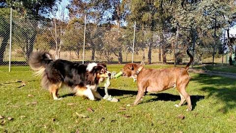 Photo: Kelston Country Kennels